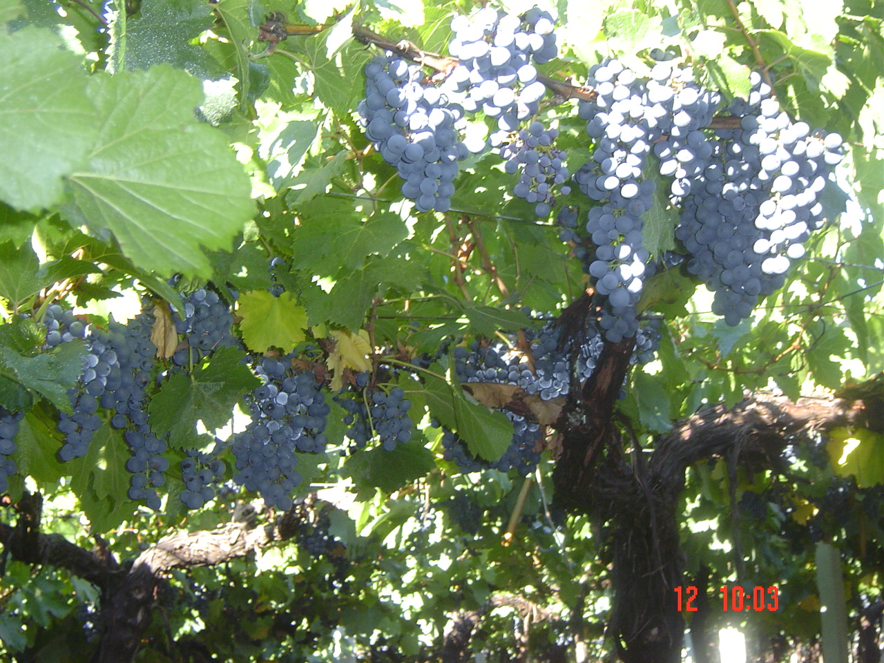 CURSO DE INTRODUCCION A LA DEGUSTACION DEL VINO